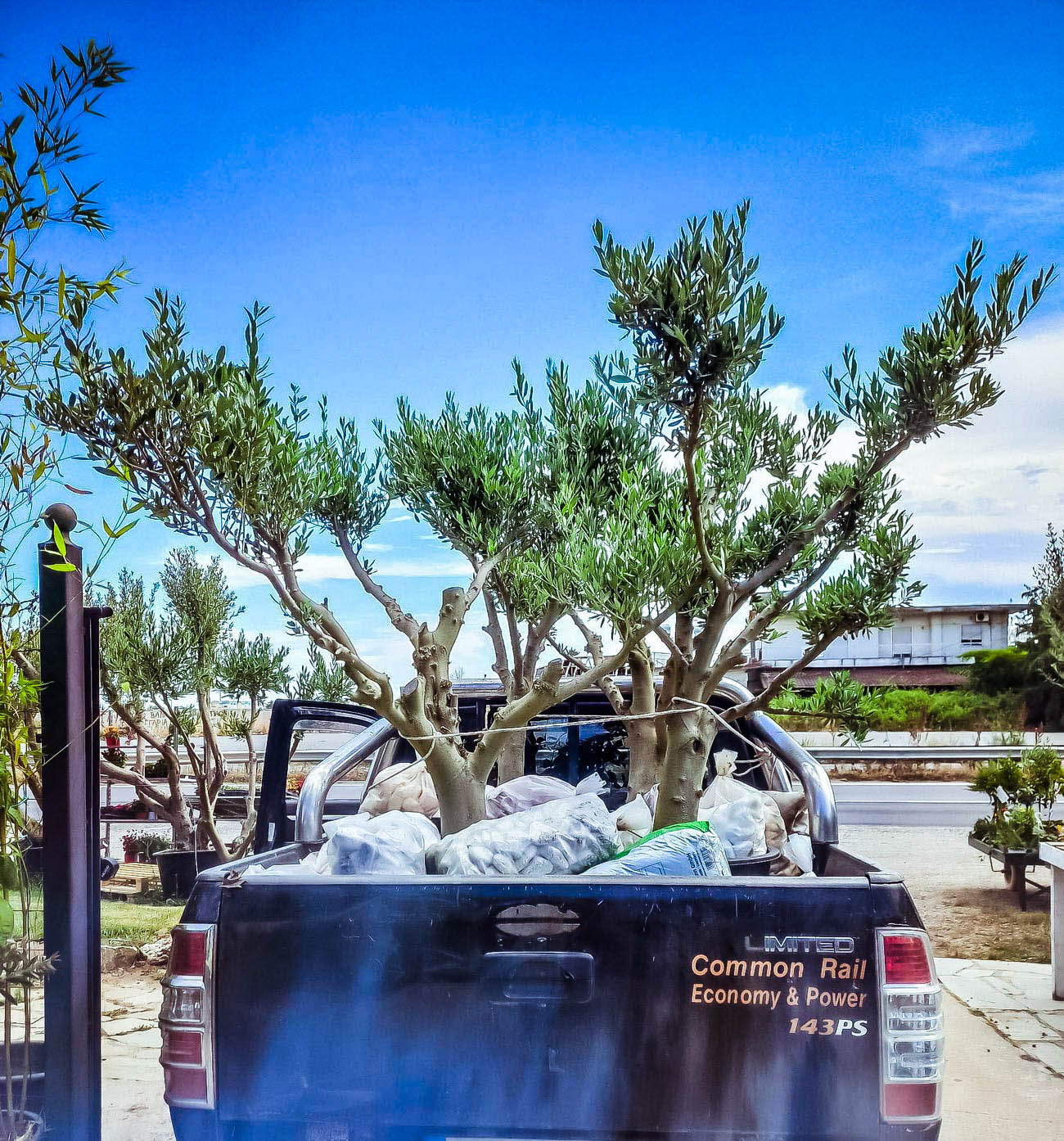 Delivery Olive Tree
